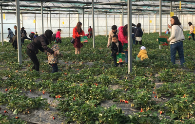 相約采摘草莓，盡享田園樂趣